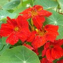 Tropaeolum majus 'WhirlyBird melange'